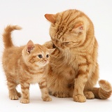 Red tabby British Shorthair mother cat and kitten