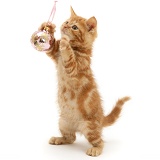 Red tabby kitten playing with a Christmas bauble