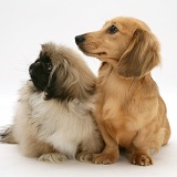 Pekingese pup and cream dapple Dachshund pup