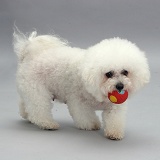 Bichon Frise with a ball