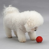 Bichon Frise with a red ball