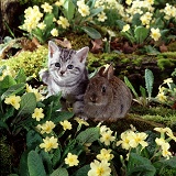 Kitten and bunny