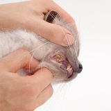 Teeth of Blue Birman cat showing tartar