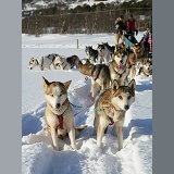 Huskies waiting to pull a sledge