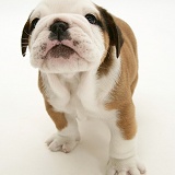 Bulldog pup