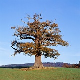 Ockley oak - Autumn 2005