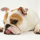 Bulldog with tongue out