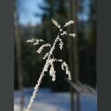 Frost crystals on delicate grass stem