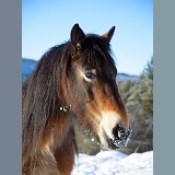 Pony with snow on its muzzle