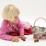 Little girl with silver Exotic cat in a basket