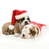 Sleepy Bulldog pups in Santa hats
