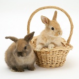 Baby rabbits. One in a wicker basket