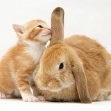 Ginger kitten sniffing ear of sandy Lop rabbit