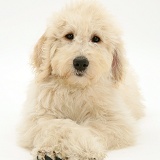 Labradoodle puppy with paws crossed