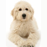 Labradoodle puppy resting on haunches
