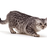 Silver spotted cat in aggressive posture