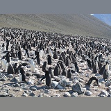Adelie Penguin colony