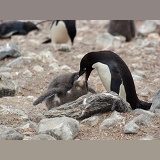 Adelie Penguin feeding its chick