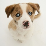 Blue-eyed Border Collie pup