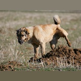 Turkish shepherd dog cocking his leg