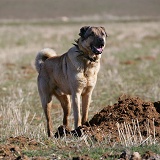Turkish shepherd dog