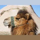 Kapadokian camel