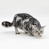 Sliver tabby cat coughing