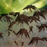 Tadpoles on frog spawn