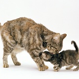 Silver tortoiseshell cat grooming her kitten