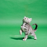 Silver tabby kitten, 9 weeks old