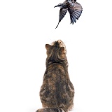 Tabby cat watching a flying Starling