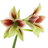 Butterfly Lily
