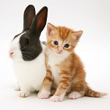 Ginger kitten with blue Dutch rabbit