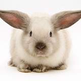 Colourpoint baby Lop rabbit