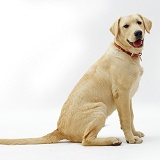 Labrador x Golden Retriever dog pup