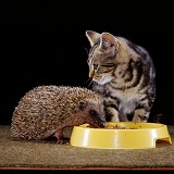 Hedgehog and kitten sharing food