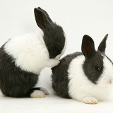 Baby Black Dutch rabbits