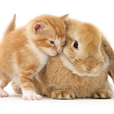 Ginger kitten rubbing against a young Sandy Lop rabbit