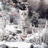 Silver kitten on snowy rockery