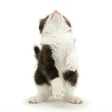 Black-and-white kitten dancing