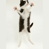 Black-and-white kitten dancing