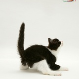 Black-and-white kitten dancing