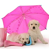 Golden Retriever pups under a pink umbrella