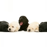 Sleepy black and yellow Goldador pups