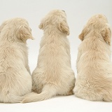 Three Golden Retriever pups sitting, back view