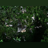 Insectivorous bats emerging from a cave