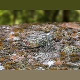 Cicada camouflaged