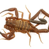 Trinidad scorpion