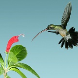Green Hermit Hummingbird