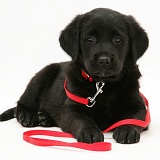 Black Goldador pup